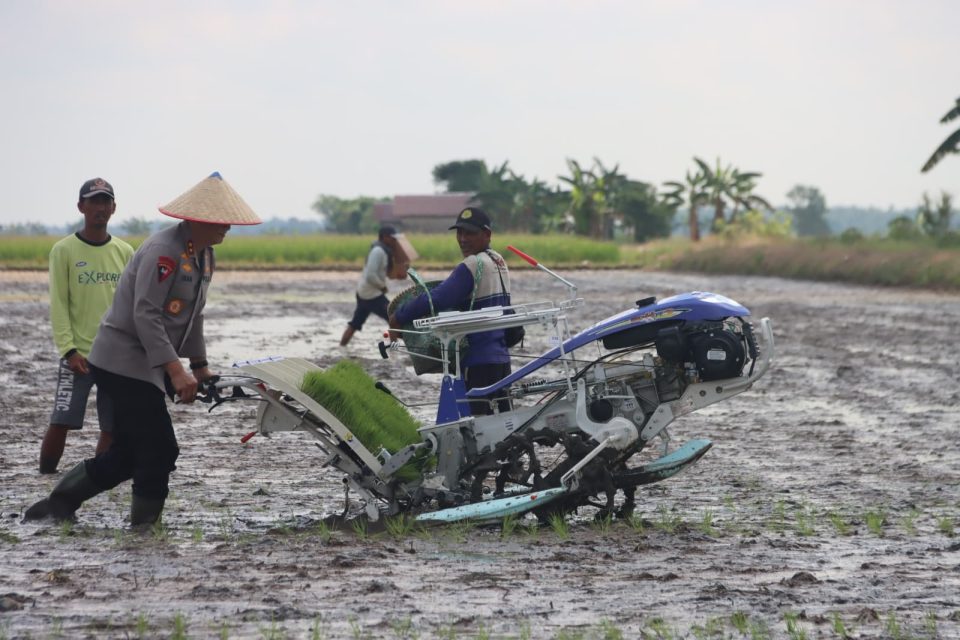 padi